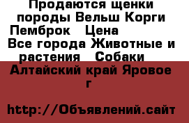 Продаются щенки породы Вельш Корги Пемброк › Цена ­ 40 000 - Все города Животные и растения » Собаки   . Алтайский край,Яровое г.